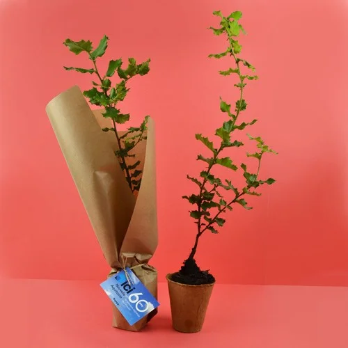 ruedesgoodies-120261022143020314539